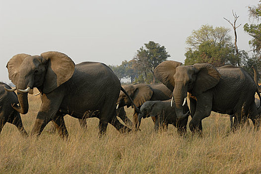 博茨瓦纳,奥卡万戈河,三角洲,非洲象