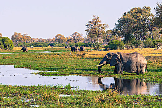 博茨瓦纳,奥卡万戈三角洲,大象,非洲象,喝
