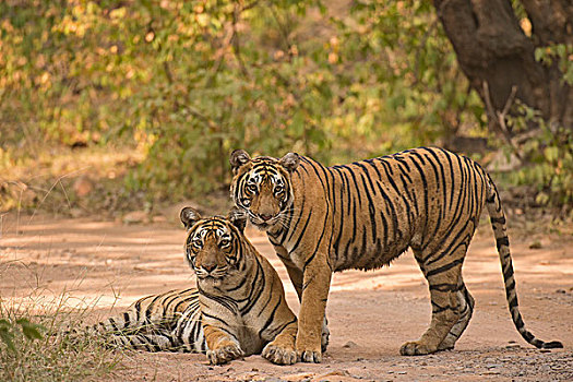 两个,野生,孟加拉虎,印度虎,虎,成年,女性,近成年,幼兽,丛林,干燥,树林,拉贾斯坦邦,国家公园,印度,亚洲