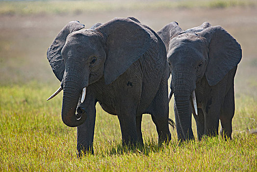 非洲大象071