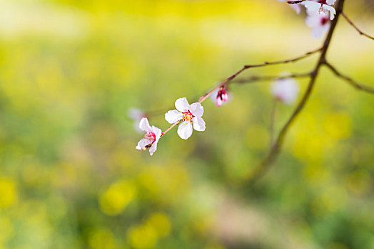 西藏林芝嘎啦桃花村