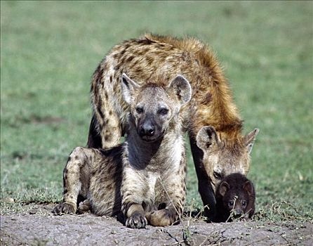 斑鬣狗,家族,马赛马拉,鬣狗,幼兽,新生,暗色,毛皮,大,杀,哺育,母兽,18个月,老