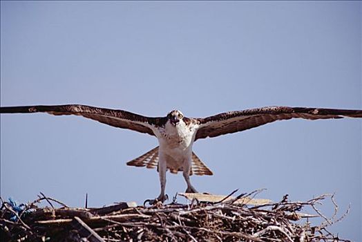 鱼鹰,巢穴,北下加利福尼亚州,墨西哥