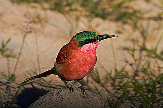南方,深红色,食蜂鸟,万基国家公园,津巴布韦,非洲
