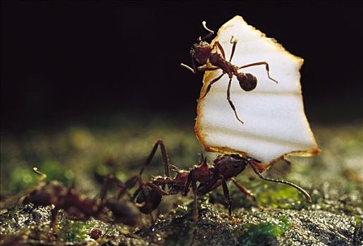 切叶蚁,颚部,满,蚂蚁,依靠,防护,攻击,乘,叶子,开走,进攻,大西洋,树林,巴西