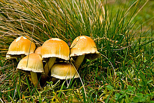 蘑菇,草