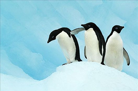 阿德利企鹅,三个,冰,南极