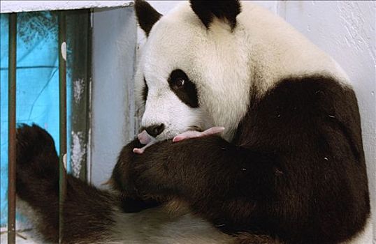 大熊猫,两个,白天,老,中国,研究中心,卧龙自然保护区