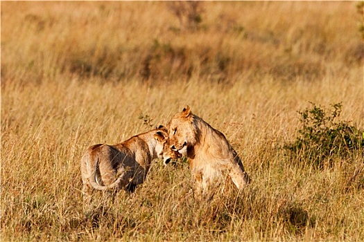 非洲狮,雌狮,麦赛-玛拉国家公园,肯尼亚