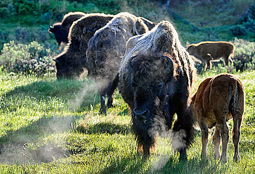 美国,怀俄明,大台顿国家公园,野牛,幼兽,早,早晨