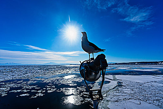 浮冰,海鸥