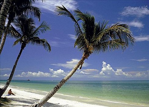 棕榈树,海洋,海湾,海滩,迈尔斯堡,佛罗里达,美国,北美,夏天,假日