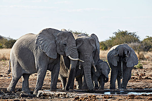 群,非洲象,站立,水潭,草地