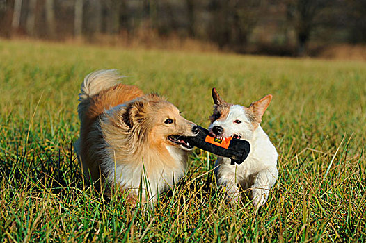 喜乐蒂犬,设得兰牧羊犬,色彩,杰克罗素狗,跑,草地,玩,一起