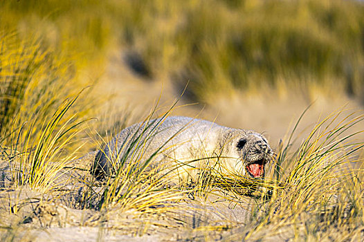 灰海豹,幼仔,沙丘,滨草,叫,石荷州,德国,欧洲