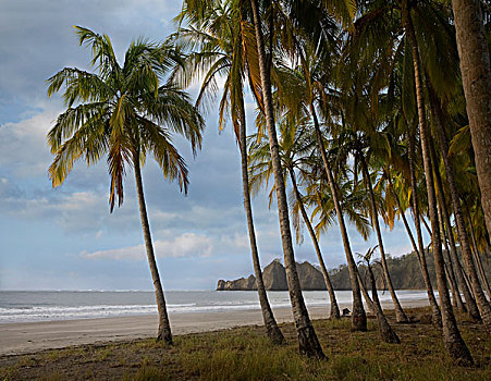 棕榈树,线条,海滩,哥斯达黎加