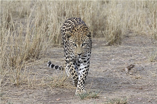 豹,纳米比亚
