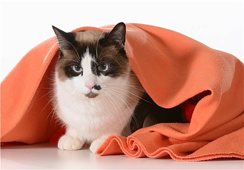 猫,隐藏,毯子