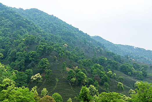 杭州梅家坞茶山