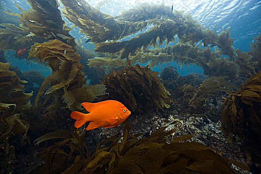 海藻,峡岛,加利福尼亚