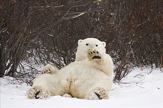 北极熊,卧,丘吉尔市,曼尼托巴,加拿大