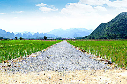 田野