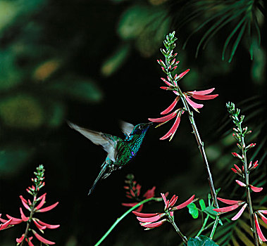 绿紫耳蜂鸟,蜂鸟,飞,啜饮,花蜜