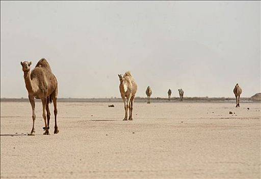 骆驼,行走,荒漠景观,瓦地伦,约旦