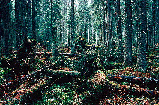 树林,芬兰