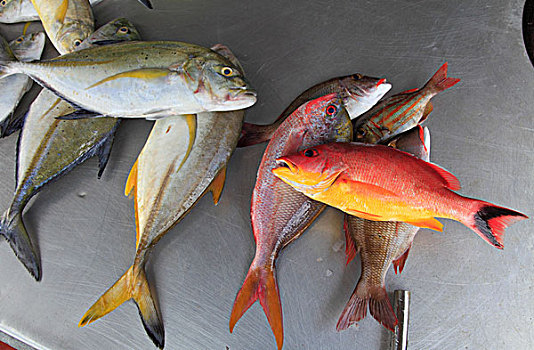 斯里兰卡,鱼市,鱼