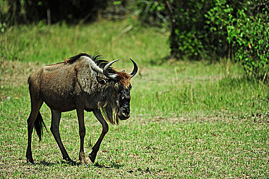 肯尼亚,马赛马拉国家保护区,一个,角马,走