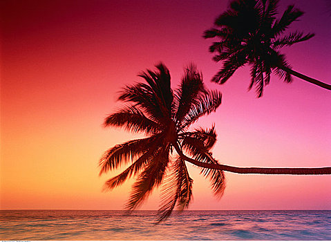 剪影,棕榈树,海洋,日落,马尔代夫,印度洋