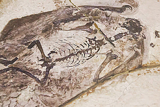 翼龙化石