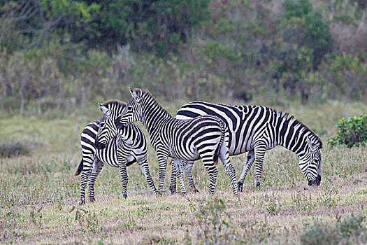 三个,斑马,马,草地,两个,警惕,一个,觅食,阿鲁沙,国家公园,坦桑尼亚