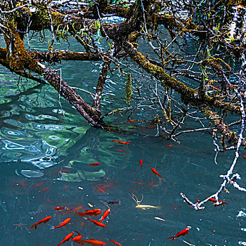 石垌寺放生池中的红色鲤鱼在彩色池水中游荡