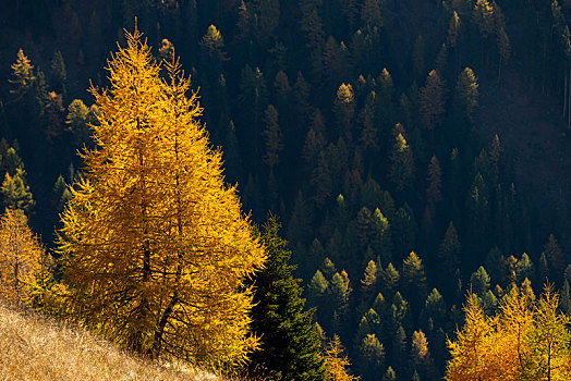 黄色,彩色,落叶松属植物,欧洲落叶松,秋天,正面,山林,南蒂罗尔,意大利,欧洲