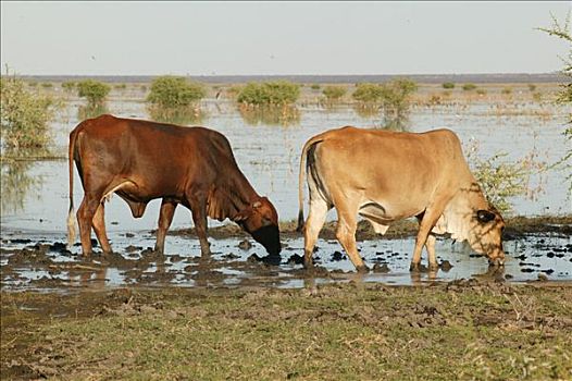 牛,湖,博茨瓦纳,非洲