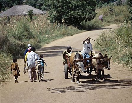 手推车,熟悉,景象,乡村,马拉维