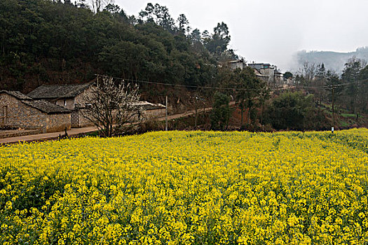 云南罗平县,乡村公路旁,油菜地,徐学哲摄影,尼康,年,月