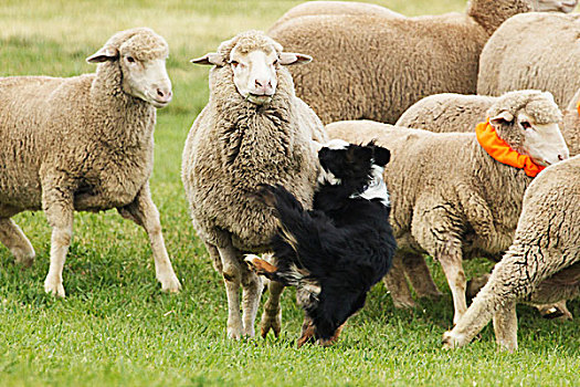 纯种动物,博德牧羊犬,紧握,绵羊