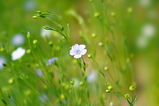 亚麻,花