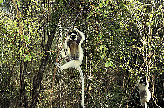 维氏冕狐猴,成年,悬挂,枝条,马达加斯加