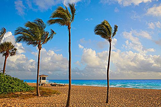 劳德代尔堡,海滩,早晨,日出,佛罗里达,美国,棕榈树