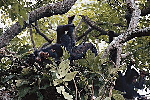 坦桑尼亚,冈贝河国家公园,雌性,黑猩猩,坐在树上,大幅,尺寸