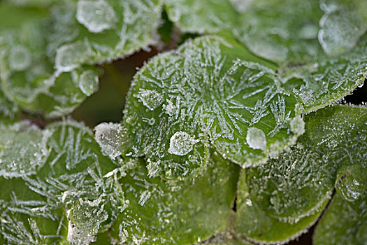 结冰,水滴,绿色植物,叶子