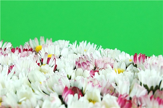 雏菊,花,绿色背景