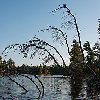枯木,湖,木头,安大略省,加拿大