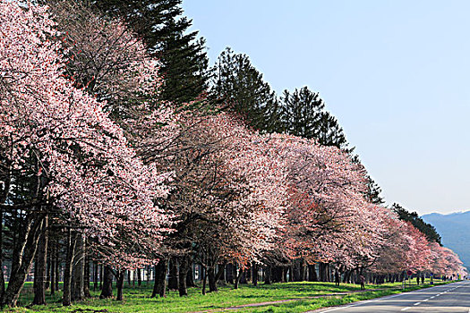 排列,树,北海道