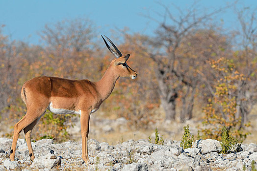 黑脸高角羚,黑斑羚,成年,雄性,站立,石头,地面,警惕,埃托沙国家公园,纳米比亚,非洲