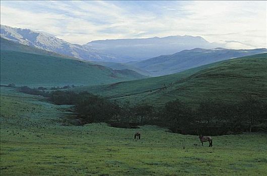 山,山峦,草场,马,哺乳动物,阿根廷,南美,牲畜,动物